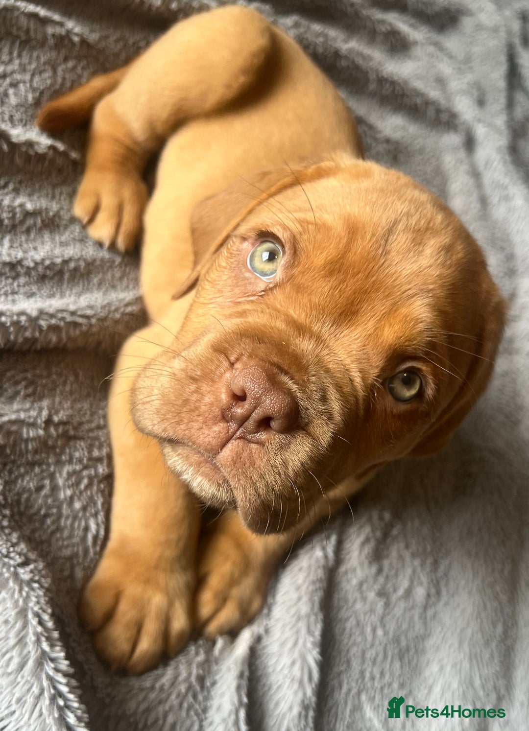 Dogue De Bordeaux dogs for sale: Kc registered Dogue de bordeaux puppies  - Image 35