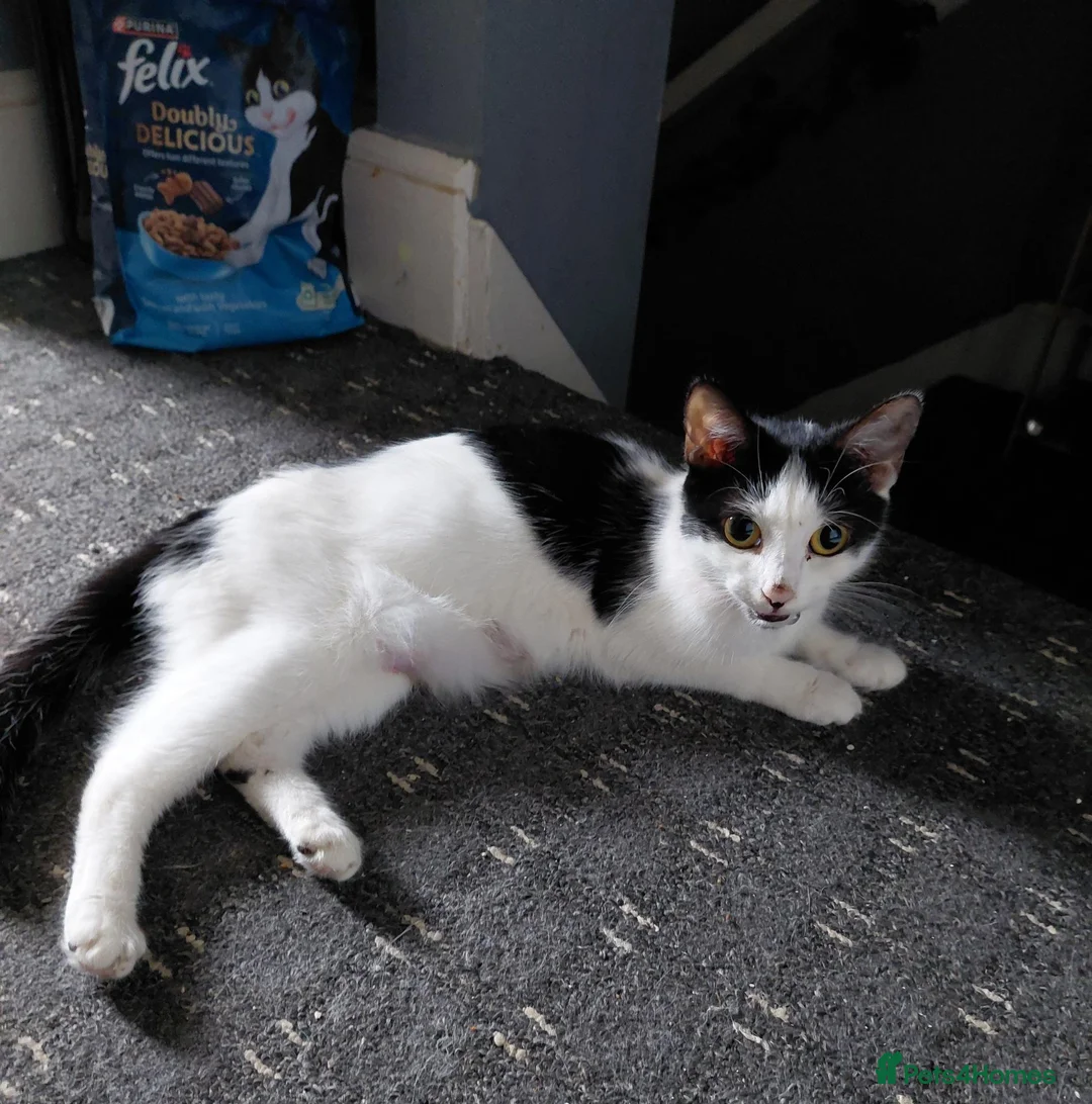 British Shorthair cats for sale: The cat is for free in Bradford - Advert 1