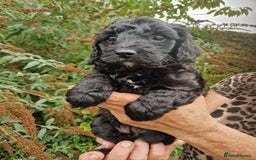Cockapoo dogs for sale: VANASUZE SHOW TYPE F1b COCKAPOOS - Image 14