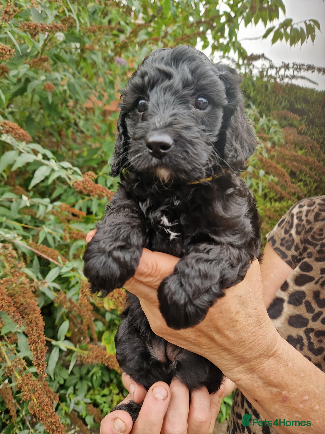 Cockapoo dogs for sale: VANASUZE SHOW TYPE F1b COCKAPOOS - Image 14