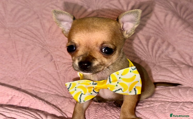 Chihuahua dogs - Advert 1