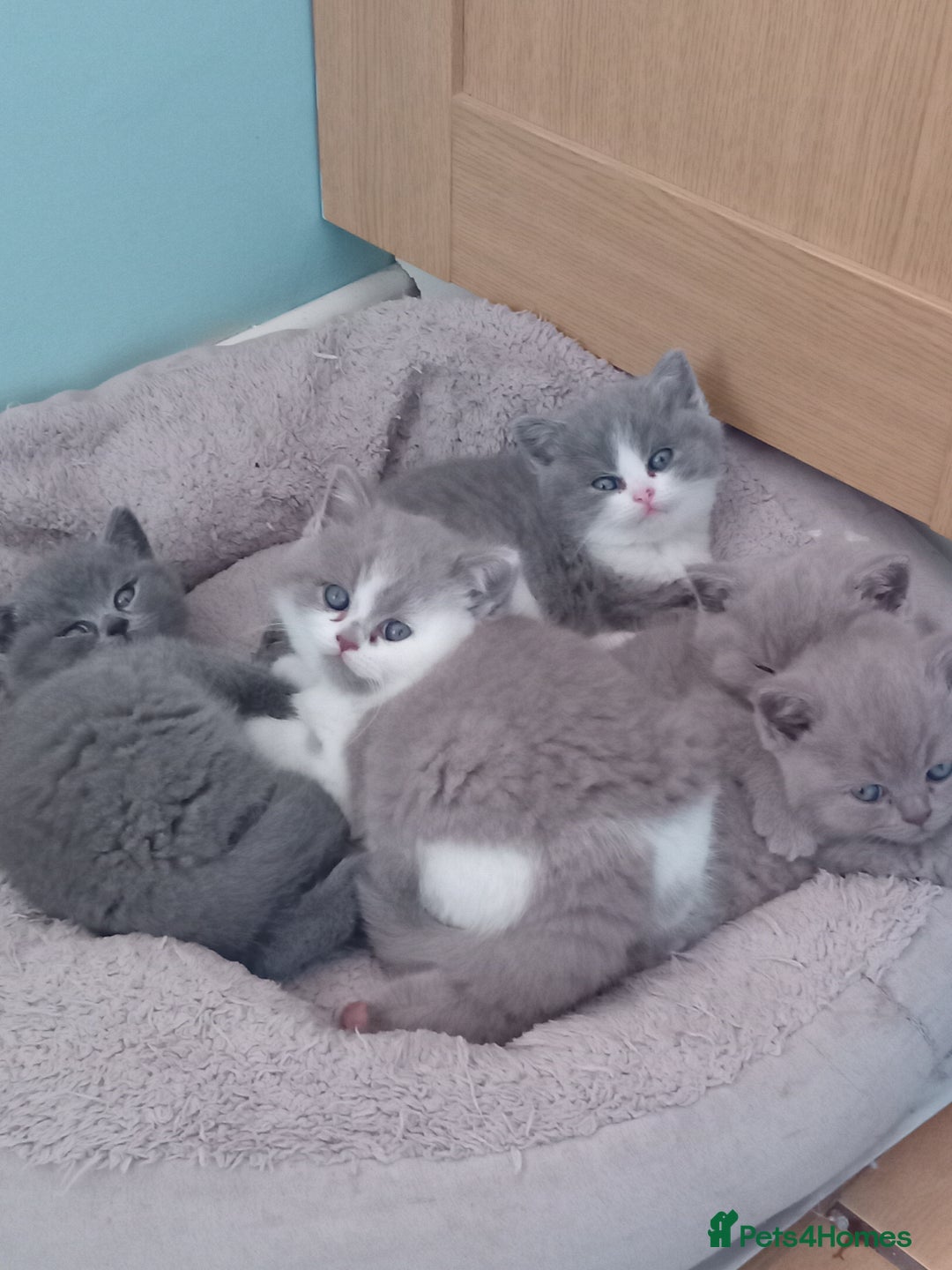 British Shorthair cats for sale: Gorgeous British short-hair kittens  - Image 12