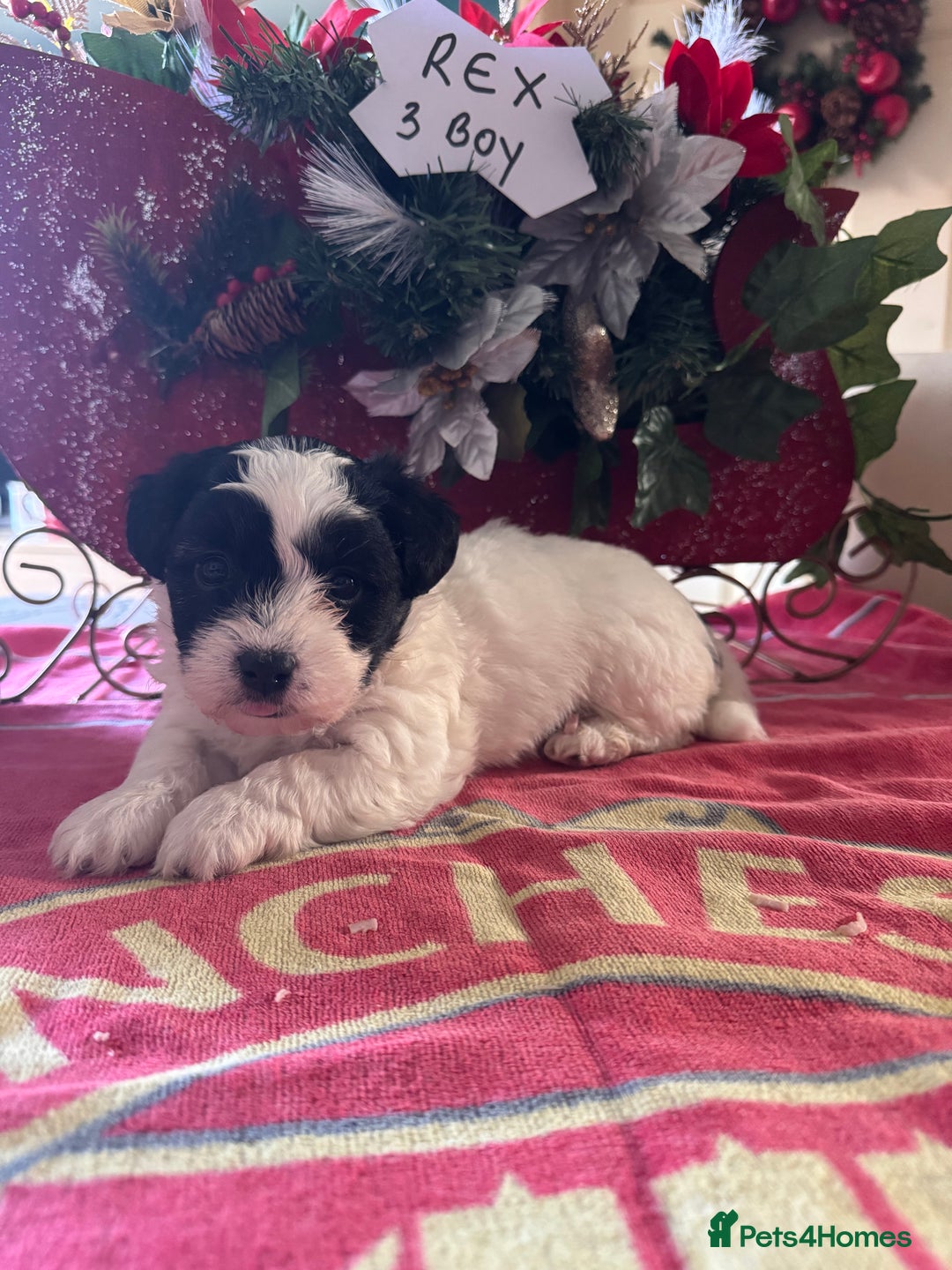 Bichon Frise dogs for sale: Bichon Frise X Bichon Havanez  - Image 3