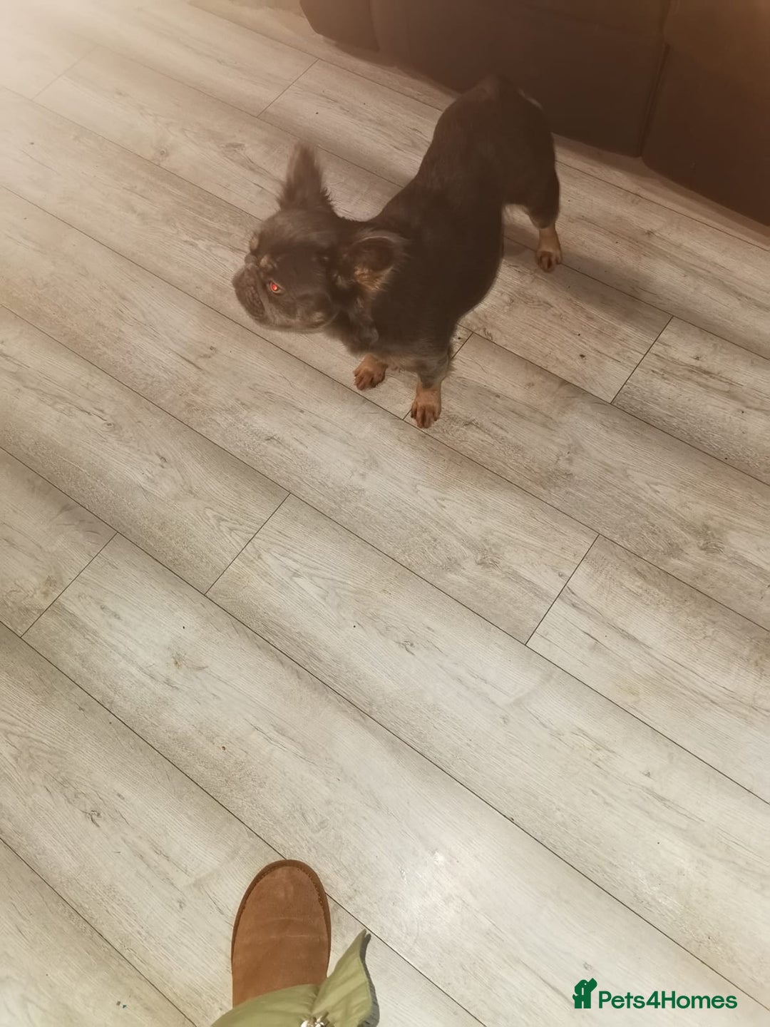 Mixed Breed dogs for sale: French bulldog/poodle  - Advert 6