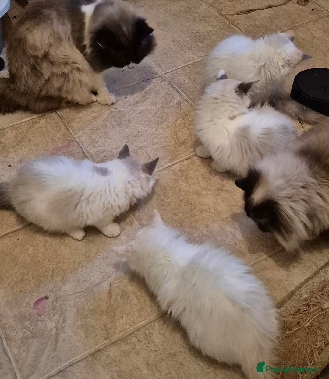Ragdoll cats for sale: Beautiful mischievous blue eye ragdoll babies - Advert 6