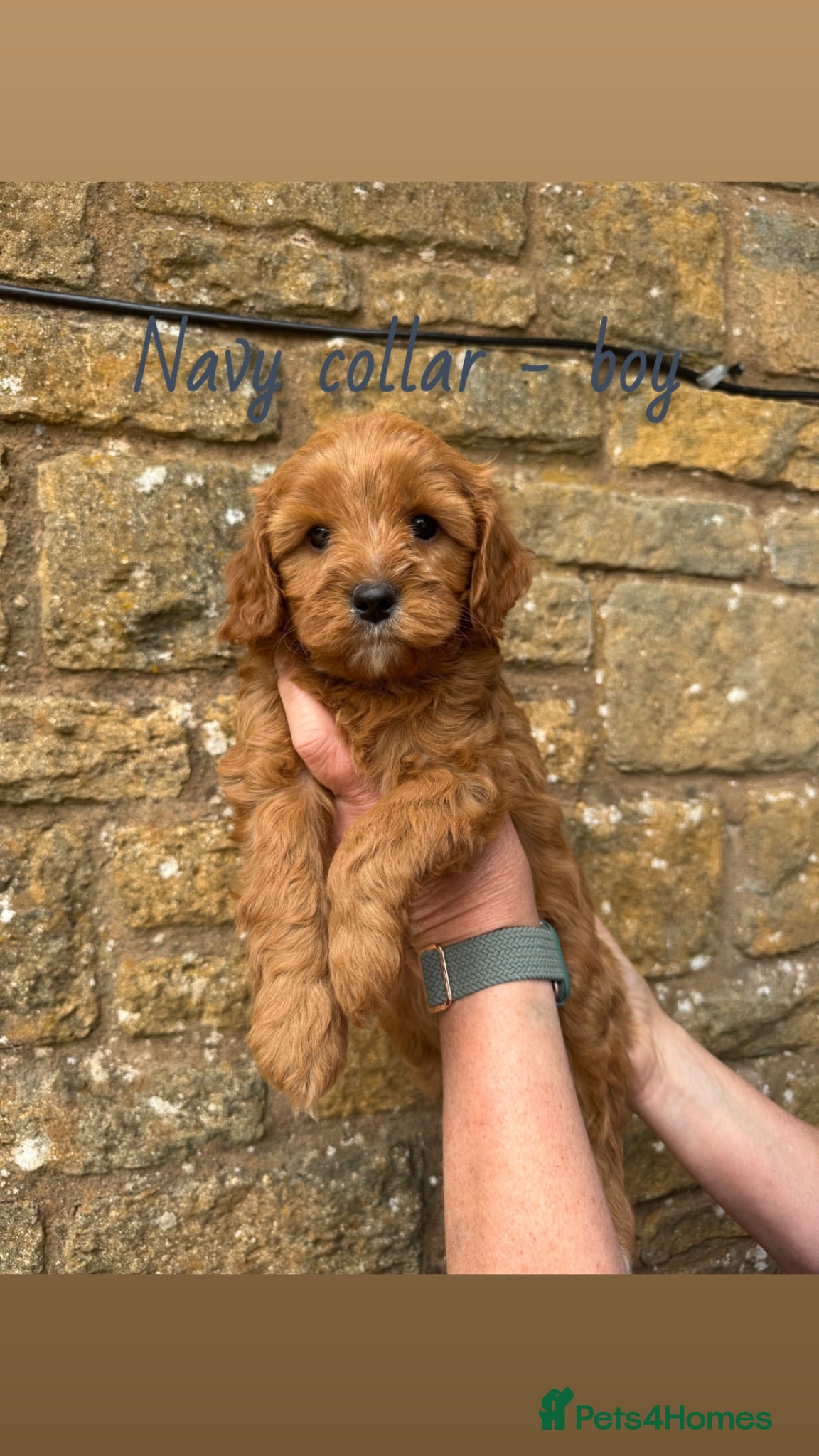 Cavapoo dogs Cavapoo puppies🩷💙 - Advert 2