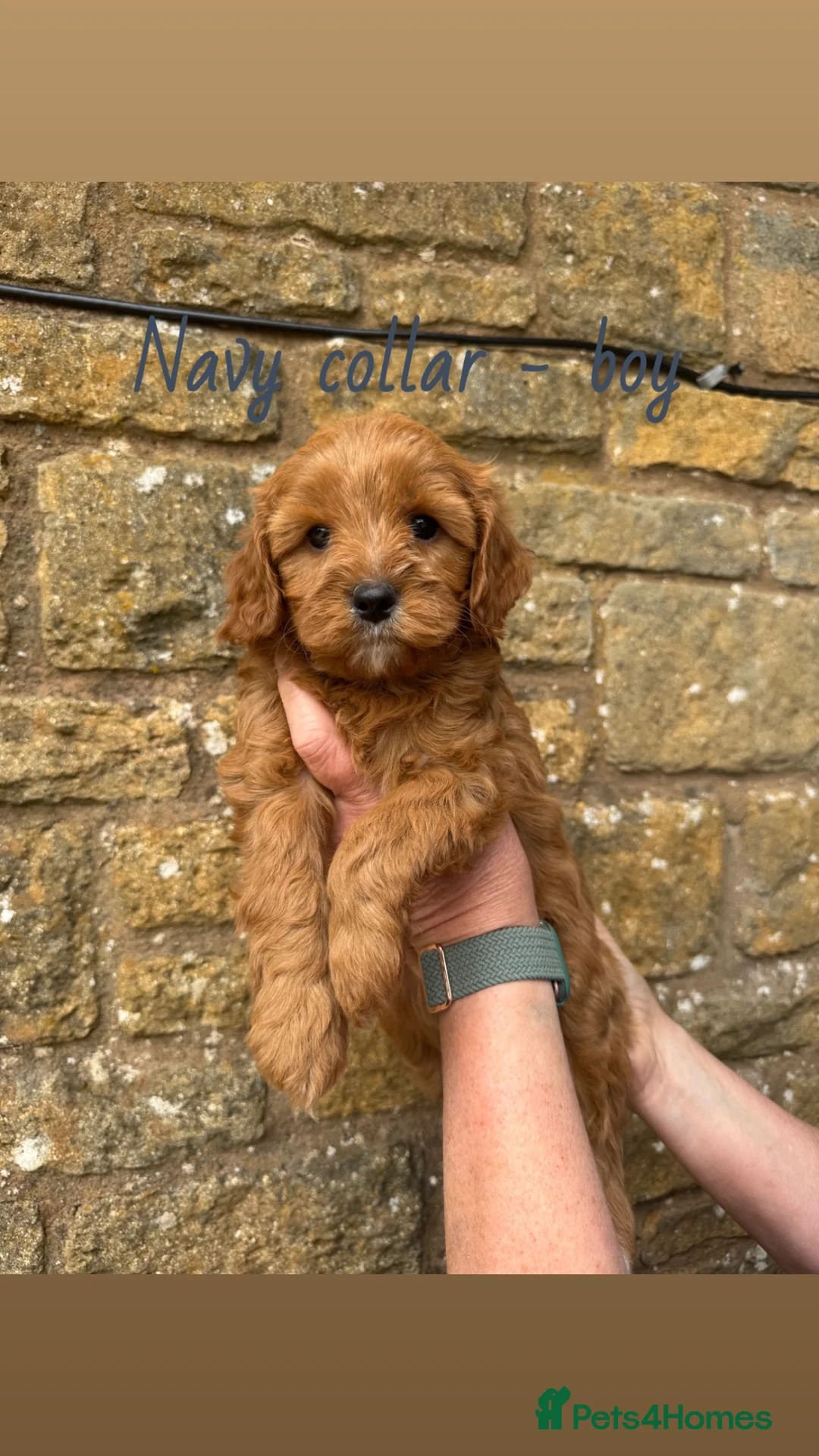 Cavapoo dogs for sale: Cavapoo puppies🩷💙 - Advert 2