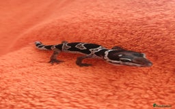 Leopard Gecko reptiles for sale: Baby leopard geckos  - Image 6