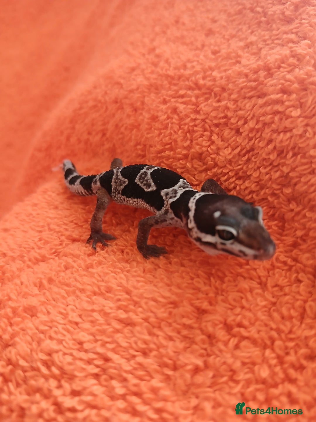 Leopard Gecko reptiles for sale: Baby leopard geckos  - Image 6