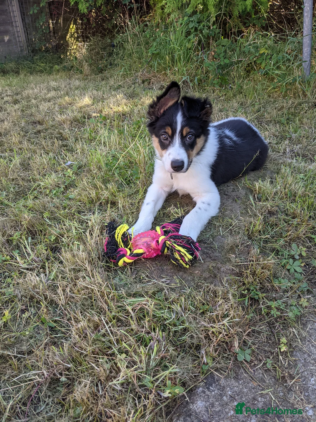 Border Collie dogs for sale: Experienced forever home only  - Advert 25