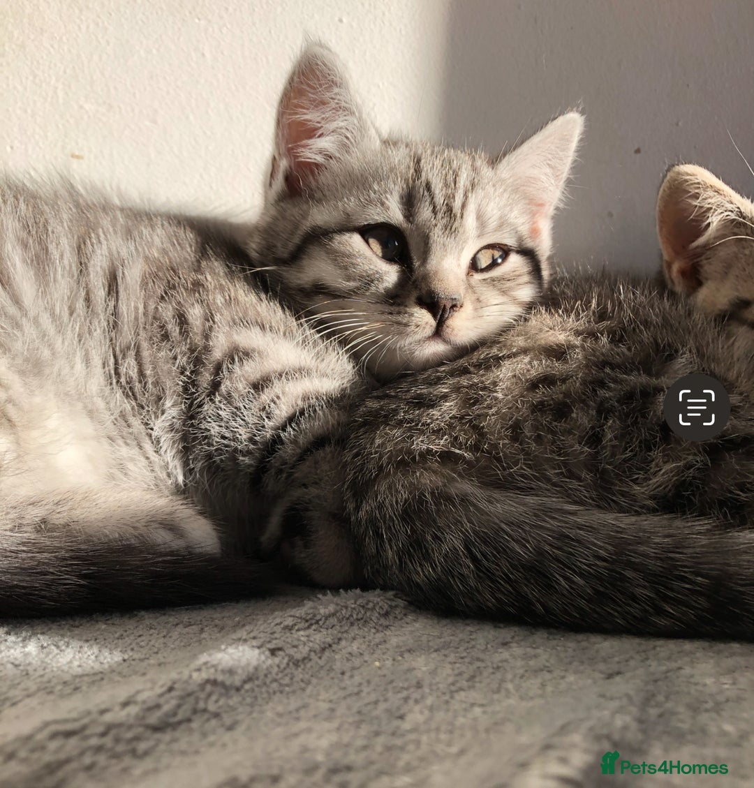 British Shorthair cats for sale: GCCF REGISTERED CHAMPION LINES SILVER SPOTTED BSH - Image 7