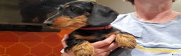Miniature Dachshund dogs for sale: Kc reg Miniature Wirehaired dachshund bitch - Advert 2
