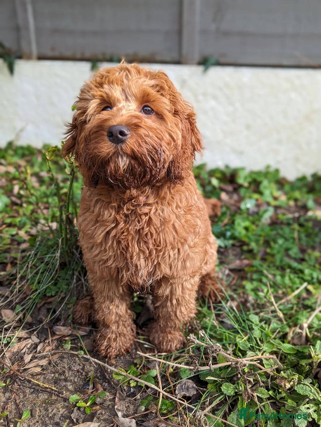 Cockapoo dogs for sale: 2 year old female cockapoo  - Advert 11