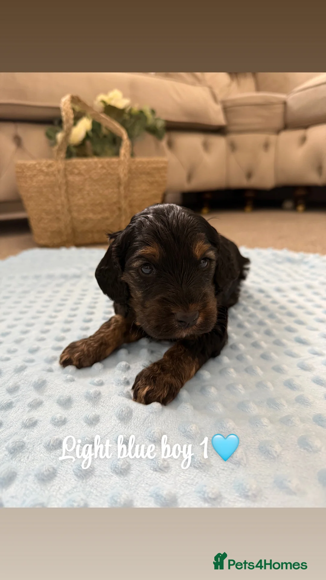 Cockapoo dogs for sale: Beautiful F1 cockerpoo for sale - Advert 2