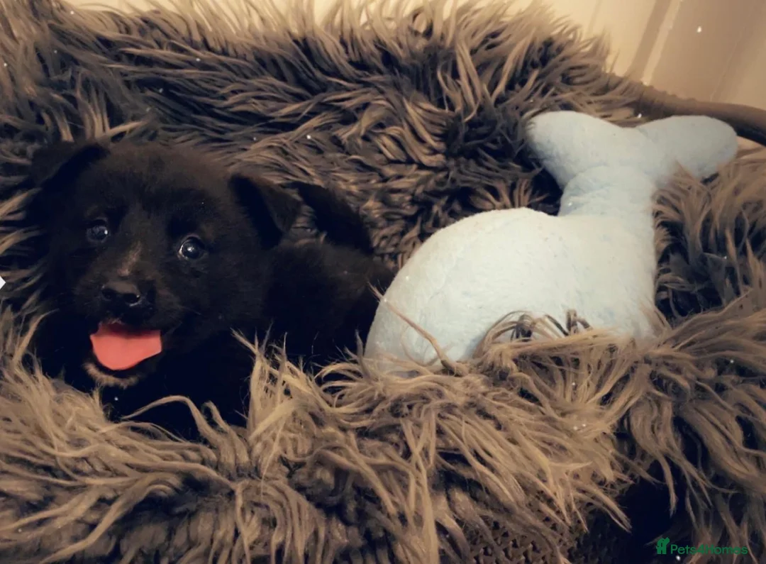 Pomsky dogs for sale: Pomsky puppies ready for their forever home 💞 in Swansea - Advert 16