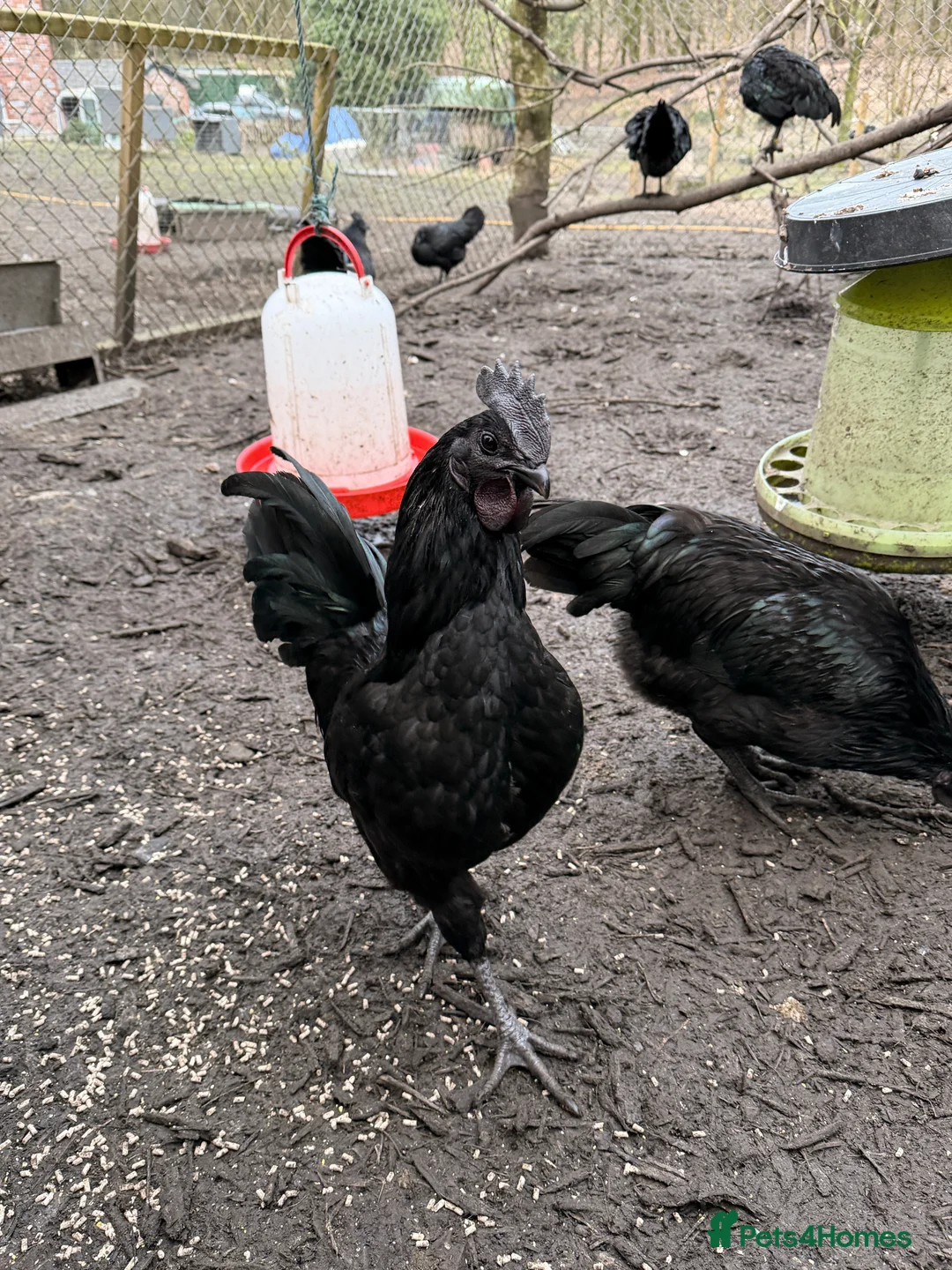 Chickens poultry for sale: Ayam cemani roosters  - Advert 2