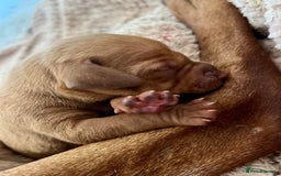 Hungarian Vizsla dogs for sale: Vizslas Devon KC Puppies - Image 9