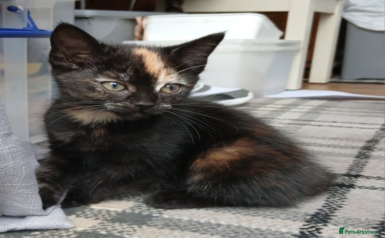 Mixed Breed cats - Advert 1