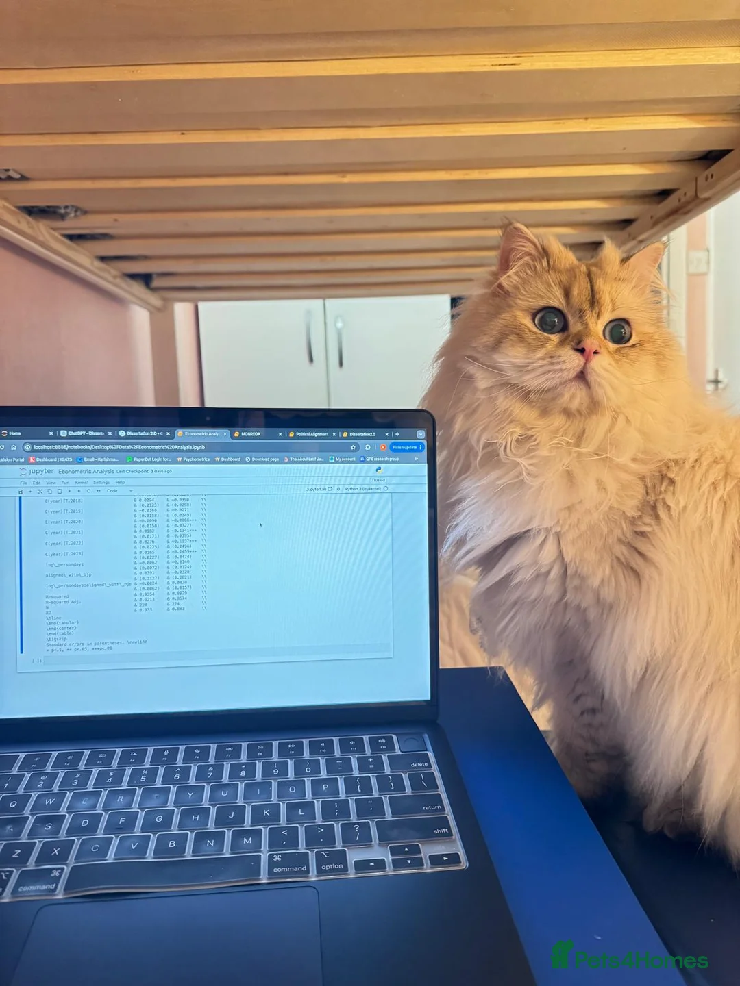 British Longhair cats for sale: Mr Leo - Advert 2