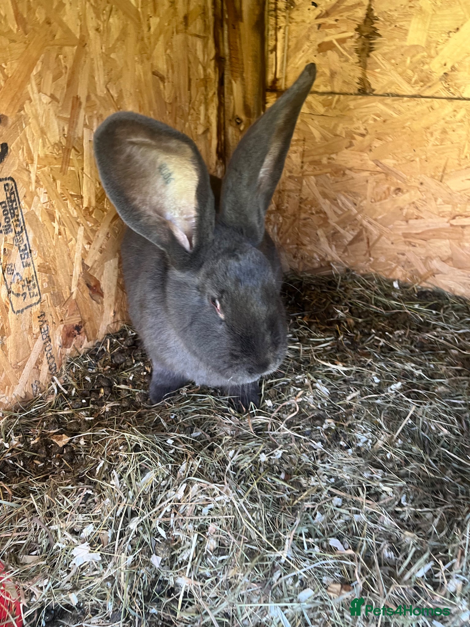 Continental Giant rabbits Rabbits for sale  - Advert 16