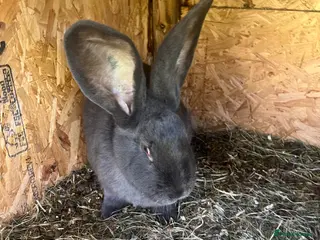 Continental Giant rabbits Rabbits for sale - Advert 16