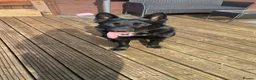 German Shepherd dogs for stud: zeus :) - Advert 2