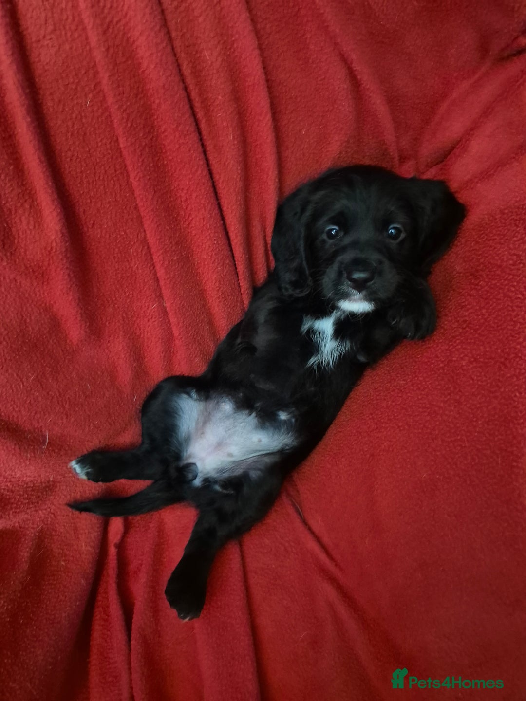 Mixed Breed dogs for sale: Beagle cross puppies for sale - Advert 8