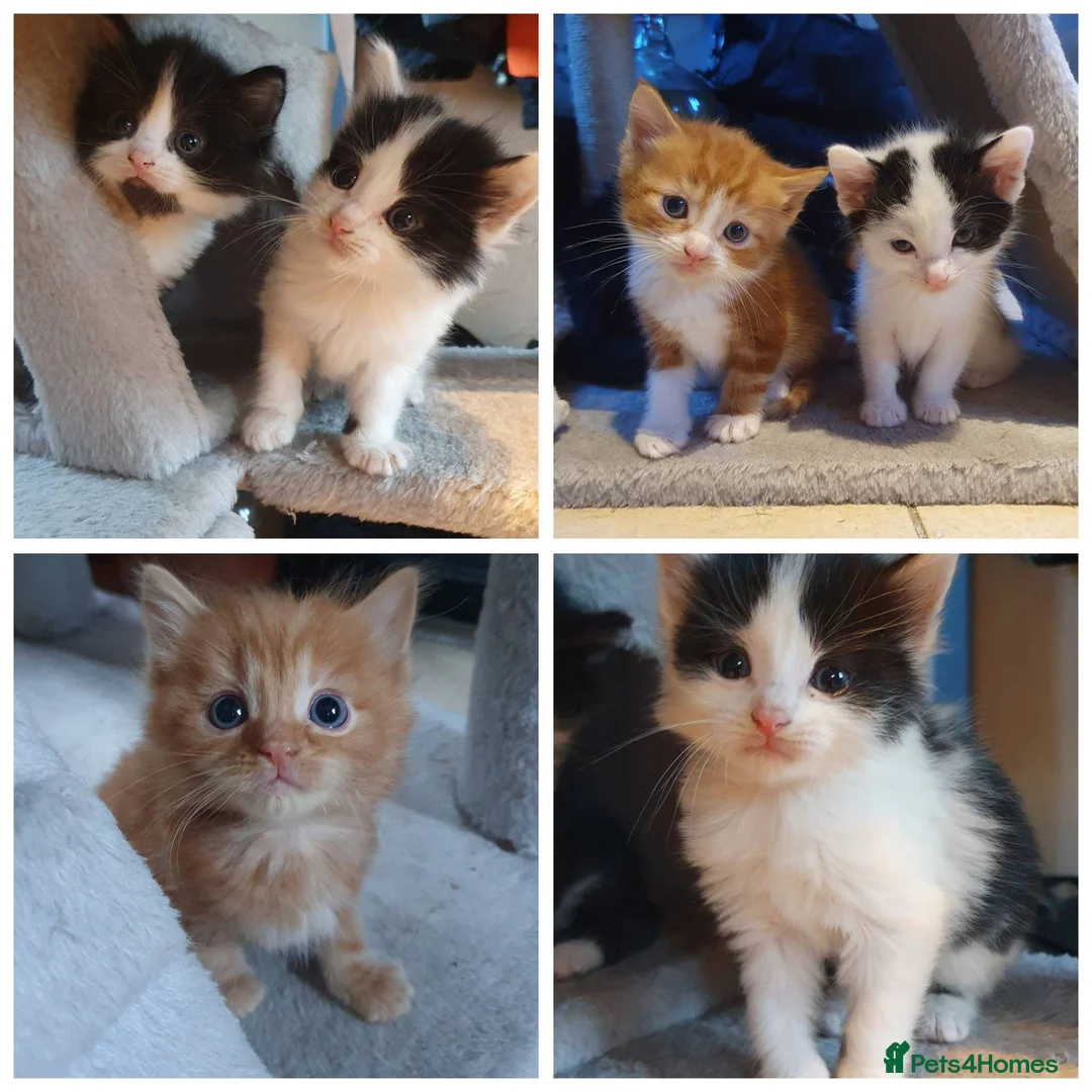 Mixed Breed cats for sale: Stunning 5 week old kittens  - Advert 1