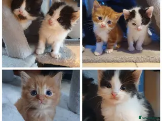 Mixed Breed cats Stunning 5 week old kittens - Advert 6