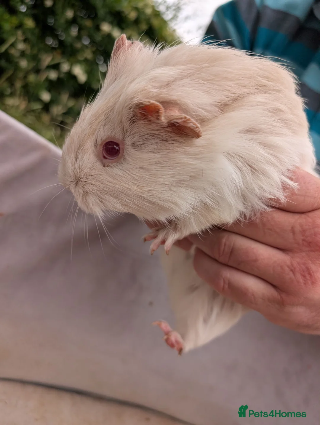 Guinea Pig rodents for sale: Guinea Pigs for sale  in Annan - Advert 3