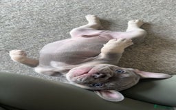 French Bulldog dogs for stud: Proven lilac & tan boy carrying cream & testable - Image 19
