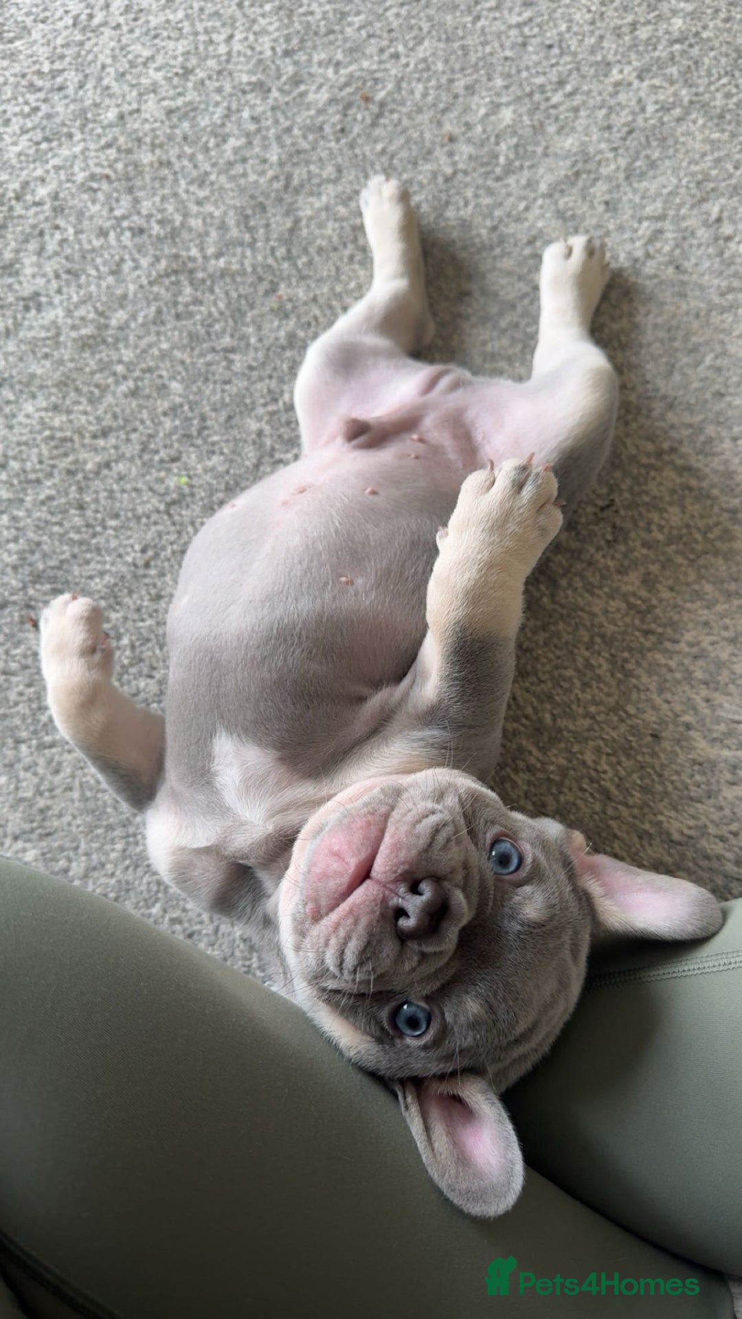 French Bulldog dogs for stud: Proven lilac & tan boy carrying cream & testable - Image 19