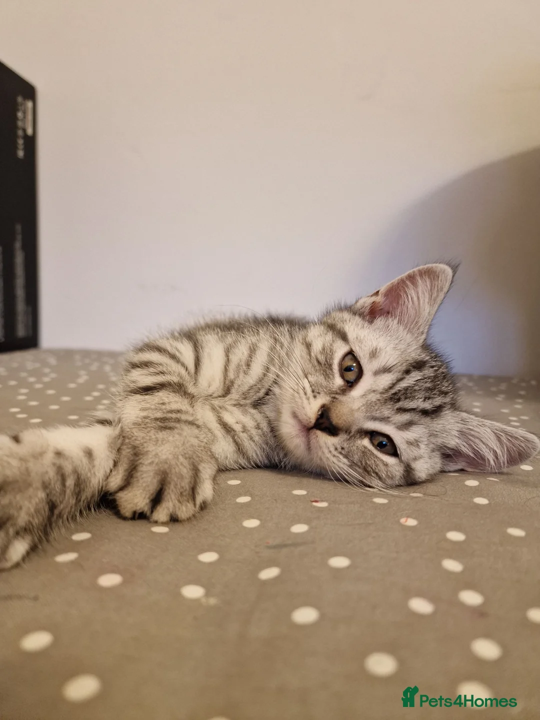 British Shorthair cats for sale: 2 Beautiful British Short-hair and X daddy kittens - Advert 6
