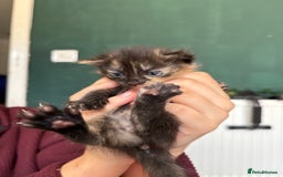 Bengal cats for sale: Beautiful bengal kittens white and ginger  - Image 18