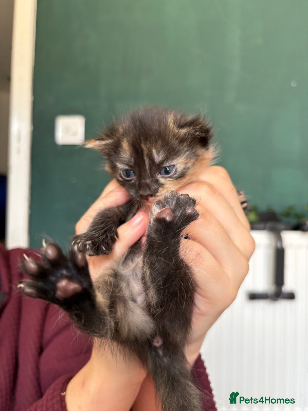 Bengal cats for sale: Beautiful bengal kittens white and ginger  - Image 18