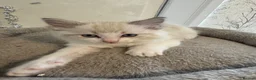 Ragdoll cats for sale: Beautiful Ragdoll Kittens - Advert 12