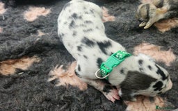 Great Dane dogs for sale: Great dane puppies  - Image 5