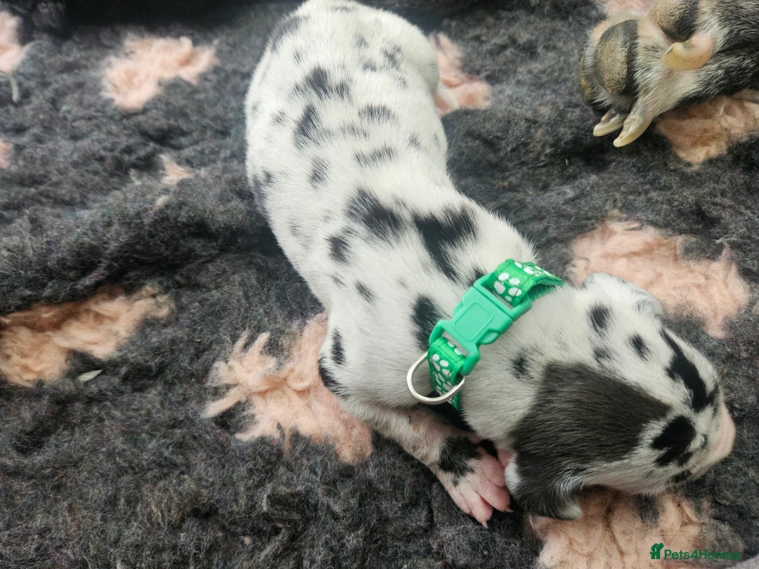 Great Dane dogs for sale: Great dane puppies  - Image 5