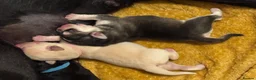 Mixed Breed dogs for sale: Labrador x Husky  - Advert 13