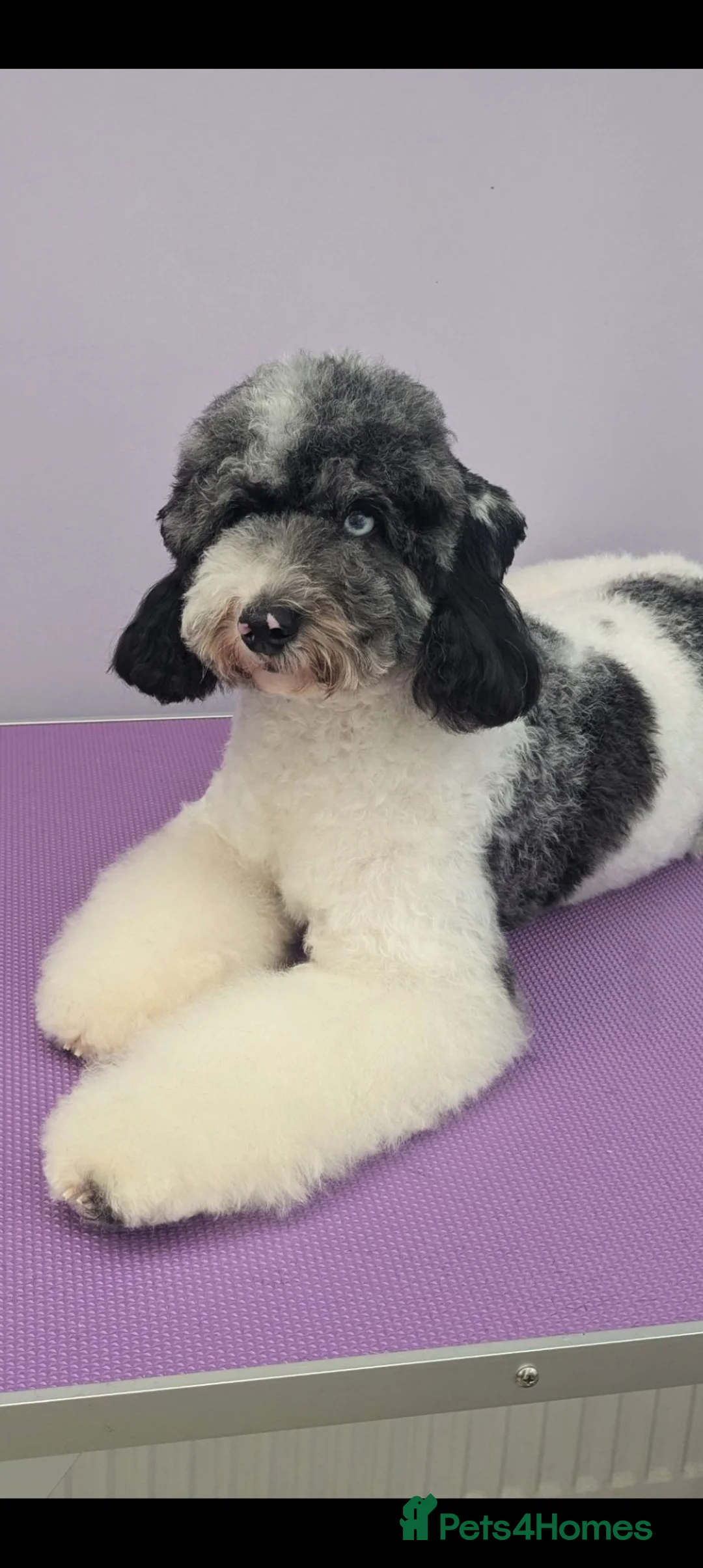 Bernedoodle dogs for sale: True Miniature sized Bernedoodles  - Advert 34