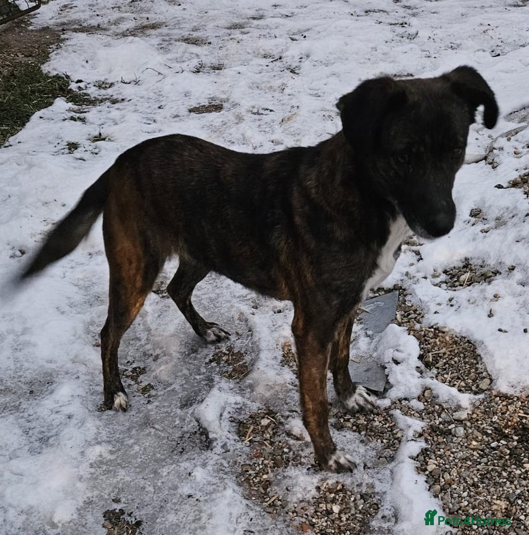 Mixed Breed dogs for adoption: LOLA – Gentle Soul, Bright Eyes & Pure Devotion🤍 - Advert 17