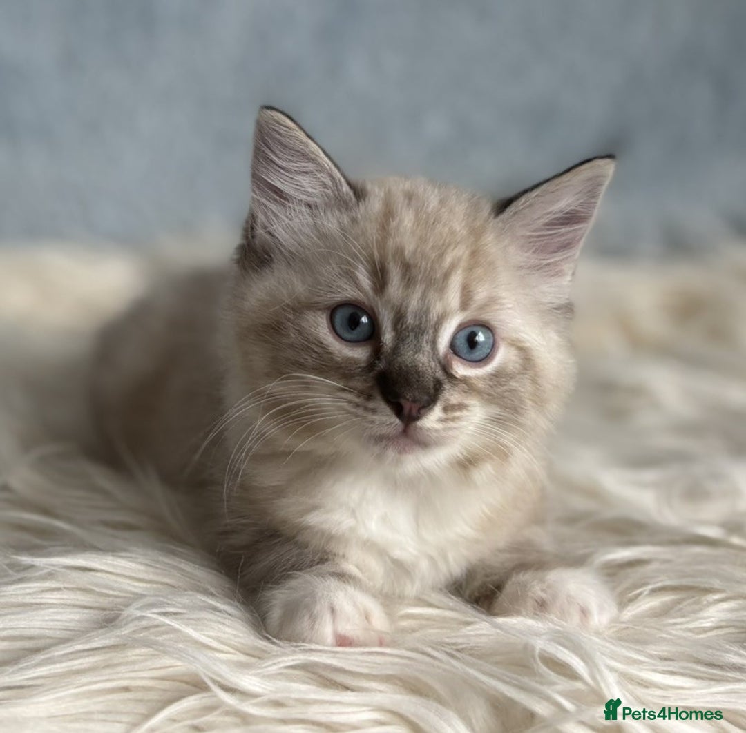 Ragdoll cats for sale: Three beautiful Ragdoll Ready to Leave 20/12/2025  - Advert 18