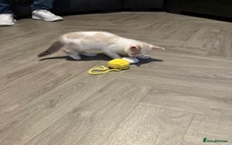 Turkish Angora cats for sale: Turkish Angora kittens - Image 14
