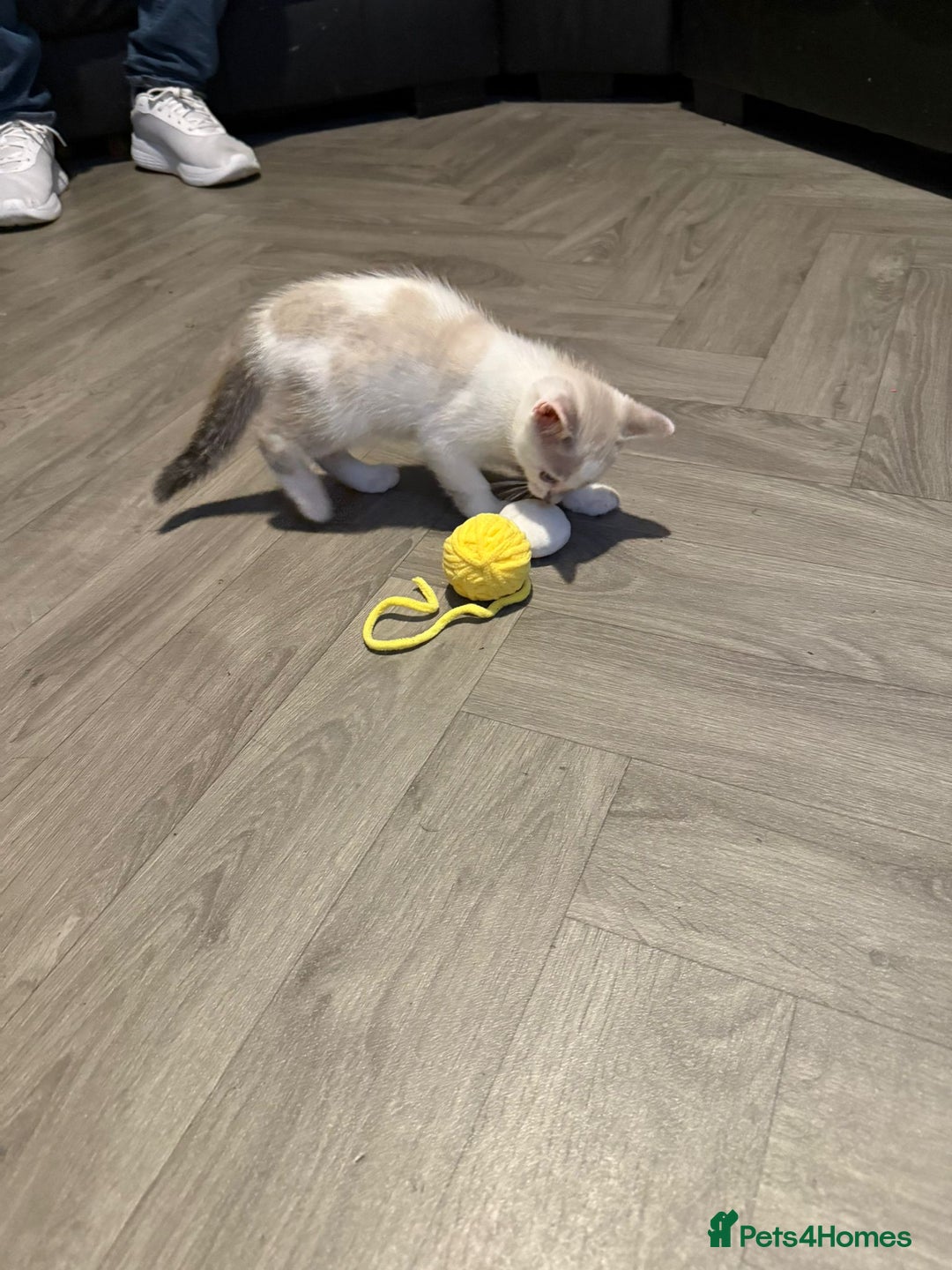Turkish Angora cats for sale: Turkish Angora kittens - Image 14