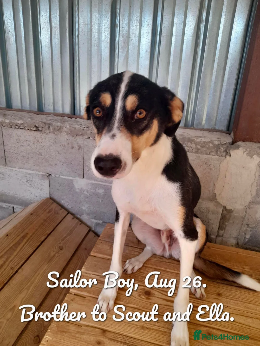 Mixed Breed dogs for adoption: Sailor Boy, 2 yrs approx. Available for adoption. - Advert 1