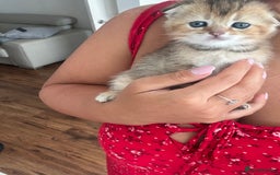 Scottish Fold cats for sale: Scottish fold / Chichilla kittens - Image 8