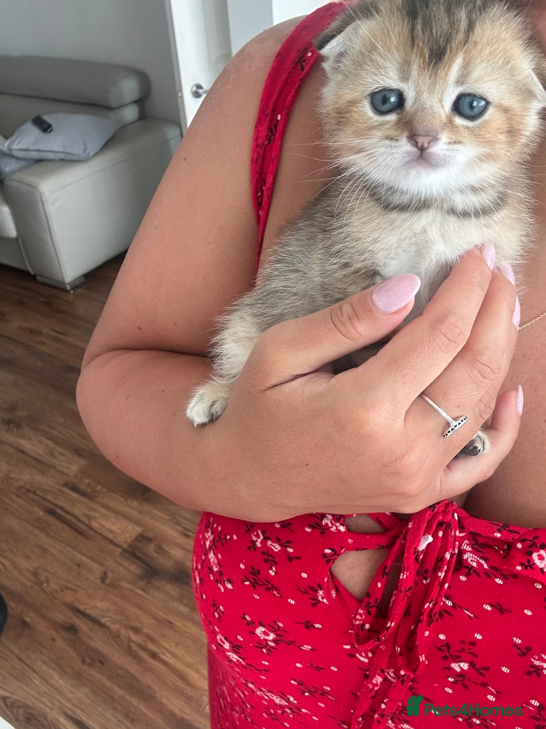 Scottish Fold cats for sale: Scottish fold / Chichilla kittens - Image 8