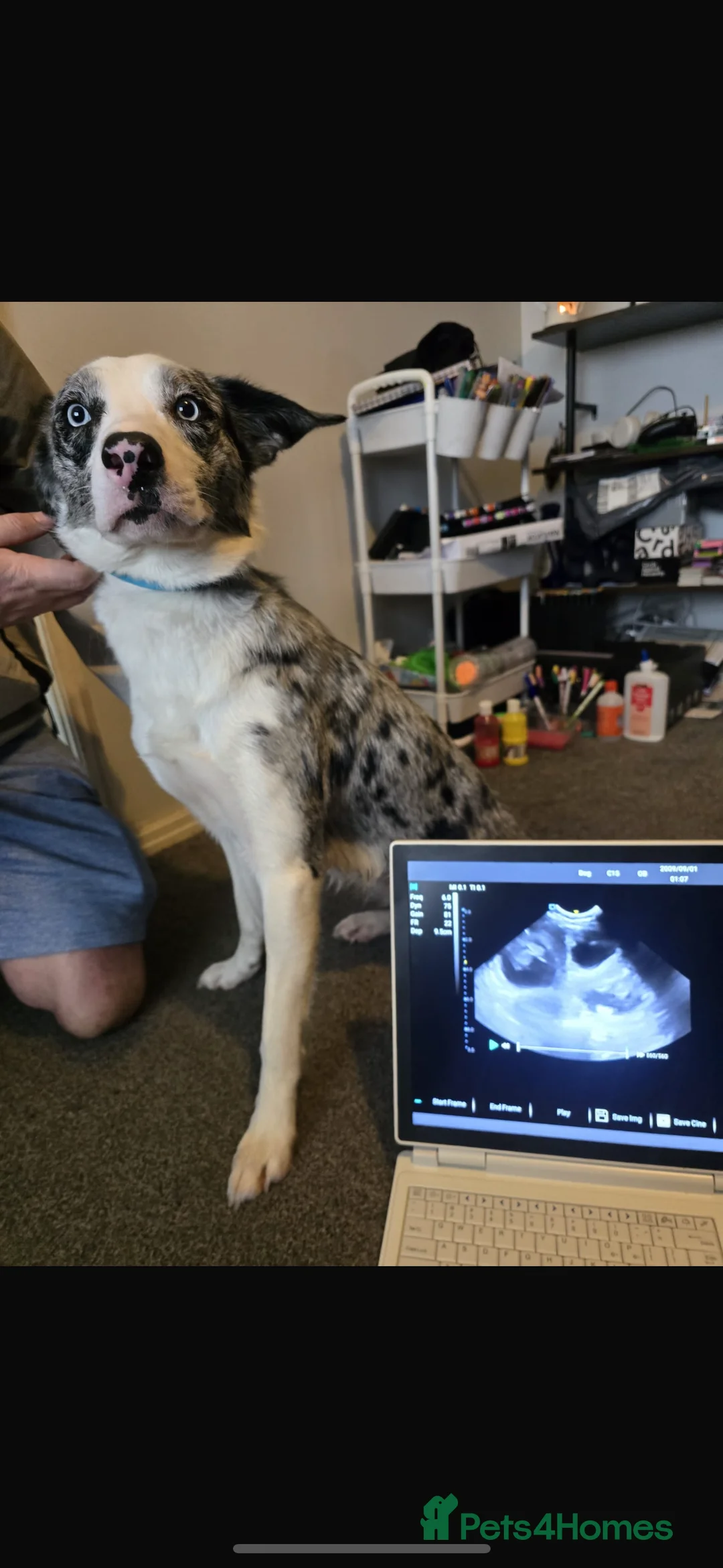 Border Collie dogs for sale: Border collie puppies  - Advert 3