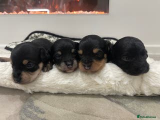 Jackapoo dogs Quality Jack Russel Puppies for sale 💌 - Advert 16