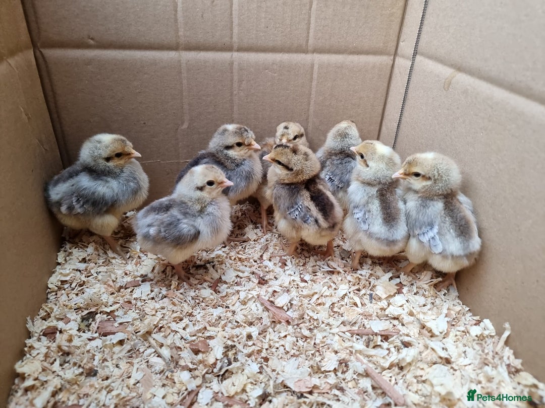 Chickens poultry for sale: Welsummer and Cream Legbar Chicks  - Image 5
